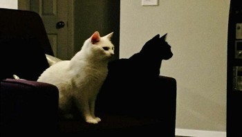 Bukan bayangan kucing. Foto: dok Bored Panda