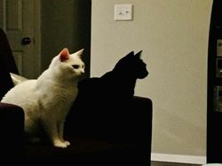 Yakin Melihat Gambar Ini Mata Tak Terkecoh?