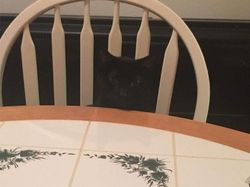 Deretan Foto Kamuflase yang Bikin Mata Terkecoh