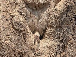 Deretan Foto Kamuflase yang Bikin Mata Terkecoh