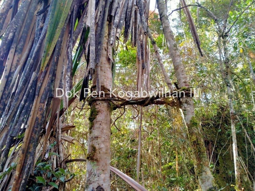 Lokasi persembunyian KKB Papua
