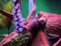 10 Hewan Terpintar di Dunia, Ada yang Tak Terduga