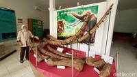 Saat ini di museum tersebut terdapat puluhan ribu fosil hewan purbakala di kawasan bukit Patiayam. Di antaranya fosil hewan gajah purba, rusa, hingga hewan laut purbakala. (Dian Utoro Aji/detikTravel)