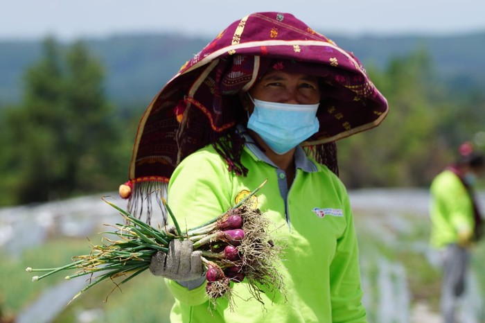 Petani di Food Estate Humbang Hasundutan