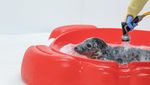 Bikin Gemas, Ini Potret Dua Anjing Laut di Aquarium Nasional Baltimore