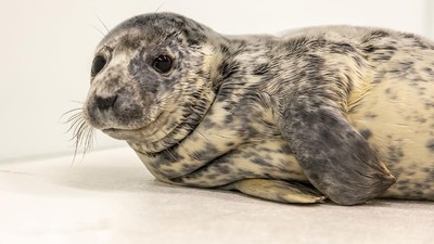 Bikin Gemas, Ini Potret Dua Anjing Laut di Aquarium Nasional Baltimore