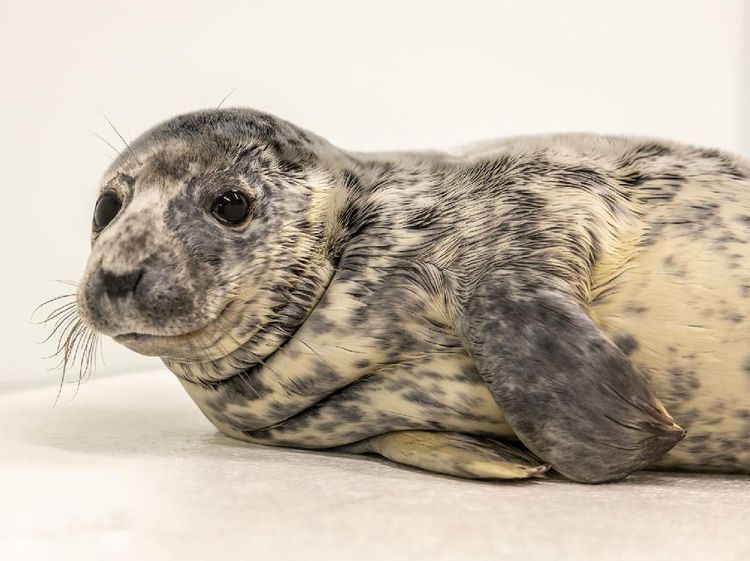 Bikin Gemas, Ini Potret Dua Anjing Laut di Aquarium Nasional Baltimore