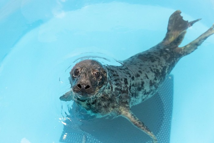 Pippi dan Eloise, Dua Bayi Anjing Laut Menggemaskan di Aquarium Nasional Theresia Keil