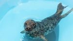 Bikin Gemas, Ini Potret Dua Anjing Laut di Aquarium Nasional Baltimore