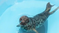 Aquarium Nasional sebelumnya juga menyelamatkan anjing laut yang dinamai Pippy di Pantai Dewey, Delware. (Theresia Keil National Aquarium)