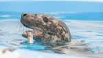 Bikin Gemas, Ini Potret Dua Anjing Laut di Aquarium Nasional Baltimore