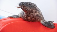 Tapi, Pippy sudah sehat kembali dan telah dilepaskan pada 11 November lalu. (Theresia Keil National Aquarium)