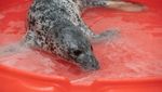 Bikin Gemas, Ini Potret Dua Anjing Laut di Aquarium Nasional Baltimore