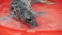 Saat pertama kali ditemukan, Eloise dalam keadaan menyedihkan. Tanpa induk, dia juga kekurangan nutrisi dan memiliki beberapa luka di leher.  (Theresia Keil National Aquarium)  