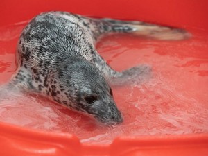 Sedih, Bayi Anjing Laut Ini Yatim Piatu dan Kekurangan Nutrisi