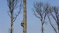 Batangnya cukup besar untuk balok sepanjang 18 meter yang akan membantu menopang berat puncak menara.