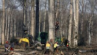 Pohon-pohon yang akan diambil ini berasal dari Domaine de Berce, dekat Le Mans, diidentifikasi pada awal tahun. Semuanya harus ditebang sebelum akhir Maret sebelum getahnya naik dan kayunya mengandung terlalu banyak uap air.