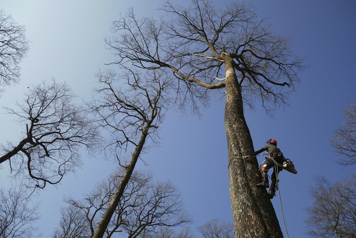 A forest worker climbs an oak in the Forest of Berce in the Loire region, Tuesday, March 9, 2021. In a former royal forest in France, four 200-year-old oaks are being felled for wood to reconstruct Notre Dame cathedrals fallen spire. (AP Photo/Thibault Camus)