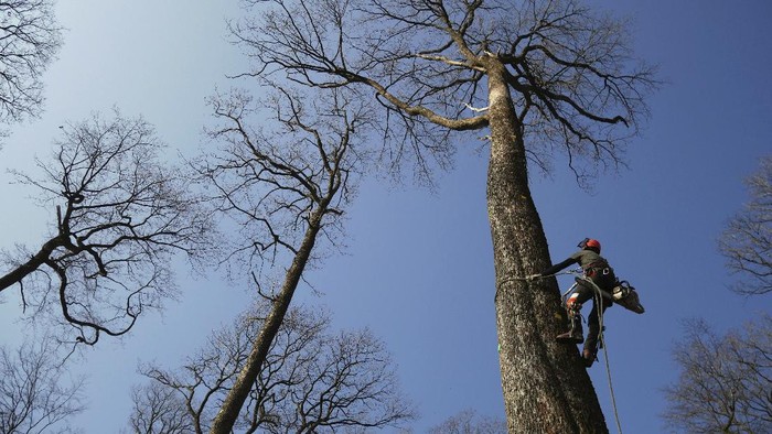 Pohon 200 Tahun Ditebang untuk Rekonstruksi Katedral Notre Dame di Prancis A forest worker climbs an oak in the Forest of Berce in the Loire region, Tuesday, March 9, 2021. In a former royal forest in France, four 200-year-old oaks are being felled for wood to reconstruct Notre Dame cathedral's fallen spire. (AP Photo/Thibault Camus)
