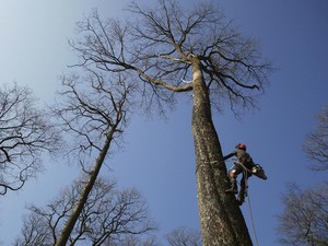 10 Pohon yang Banyak Ditemukan di Inggris, Apa Saja?