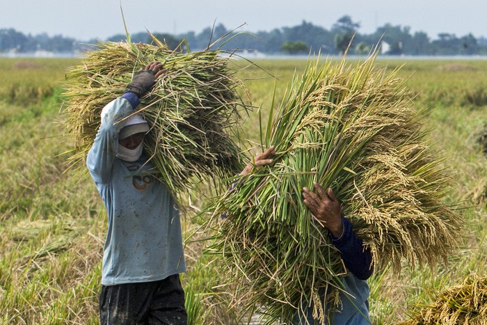 Buruh tani membawa padi hasil panen di areal persawahan Desa Nagasari, Karawang, Jawa Barat, Selasa (9/3/2021). Badan Pusat Statistik (BPS) menyebutkan adanya potensi peningkatan produksi padi periode 