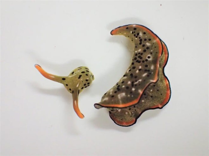 Sea Slug atau Siput Laut