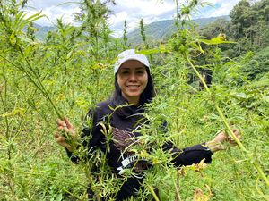 Kisah Jalan Terjal 3 Hari Kompol Ocha Ungkap Ladang Ganja 144,5 Ton