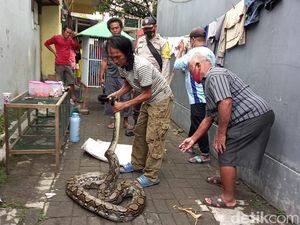 Bikin Kaget! Ular Sanca 4,5 Meter Ini Tetiba Nongol dari Selokan