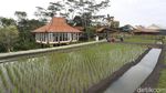 Bikin Betah, NK Cafe Tawarkan Sensasi Kulineran di Tengah Sawah