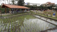Betapa tidak, kafe semi tropis ini bukan hanya menawarkan ragam makanan enak, melainkan juga suasana asri karena dikelilingi petak-petak sawah petani. 