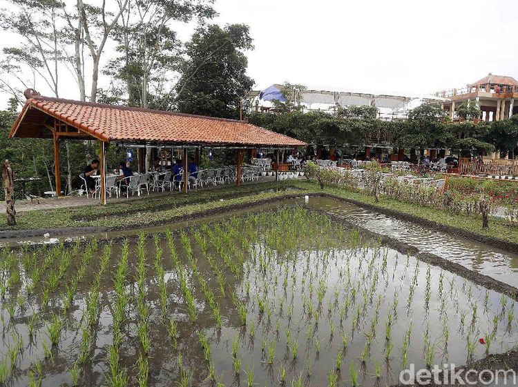 Bikin Betah, NK Cafe Tawarkan Sensasi Kulineran di Tengah Sawah