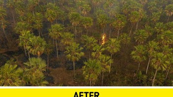 Kebakaran memusnahkan vegetasi dan menyebabkan kerusakan permanen. Bahkan di kejadian tersebut kawasan berlangsung di hutan lindung seperti di Bolivia. Foto: dok Brightsight