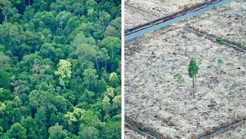 Deforestasi di Indonesia telah menjadikannya salah satu negara dengan emisi gas rumah kaca tertinggi. Foto: dok Brightsight