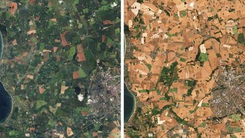 Gelombang panas juga memberi imbas pada ladang pertanian Foto: dok Brightsight