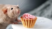 Penemuan seekor tikus yang tengah menyantap makanan di dalam restoran buffet, yang ada di Charles De Gaulle Airport, Paris. Berhasil membuat orang trauma makan di bandara. Foto: iStock