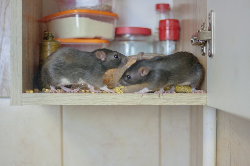 Duh! 10 Penemuan Menjijikkan di Restoran Ini Bikin Nafsu Makan Hilang