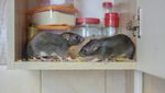 Duh! 10 Penemuan Menjijikkan di Restoran Ini Bikin Nafsu Makan Hilang