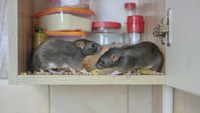 Banyak  foto-foto penemuan menjijikkan di berbagai restoran. Foto-foto ini berhasil membuat orang kehilangan nafsu makan mereka. Foto: iStock
