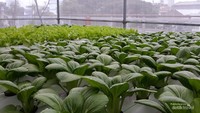 Kebun hidroponik rooftop gedung PLN di tengah Kota Bandung