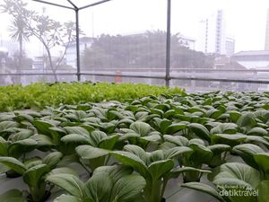 Wah, Ada Kebun Hidroponik Cantik di Rooftop PLN Bandung
