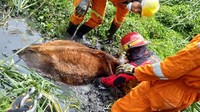 Menurut Widagdo, sapi yang terperosok itu kemudian baru diketahui sekitar pukul 12.00 WIB oleh seorang tetangga. Dan kejadian itu langsung dilaporkan ke 112.