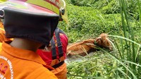 Butuh waktu 1 jam untuk mengevakuasi sapi berumur 8 tahun itu.