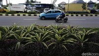 Keberadaan tanaman hias tersebut memberikan kesan indah dan enak dipandang mata setiap orang yang melintas.