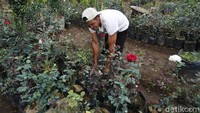 Padahal dulu, para petani bunga mawar bisa mengirim 2.400 tangkai bunga yang tidak hanya mawar, tetapi juga aster, rhodesia hingga dedaunan. 
