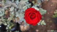 Bahkan saat Valentine atau Imlek di kala pandemi, penjualan bunga tidak naik begitupun harganya. Alih-alih harga bunga mahal malahan anjlok ketika sampai di Jakarta. 