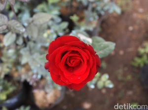 Layunya Bisnis Mawar di Batu Saat Pandemi