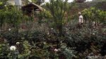 Layunya Bisnis Mawar di Batu Saat Pandemi