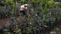 Bank BRI juga memberikan pinjaman lunak kepada para petani untuk mengembangkan usaha mereka.