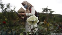 Sudah sejak 2002 bisnis mawar di sini mulai mekar, namun harus mendadak layu karena turunnya permintaan. 