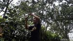 Manisnya Panen Jeruk Beromzet Milyaran di Desa Selorejo Malang